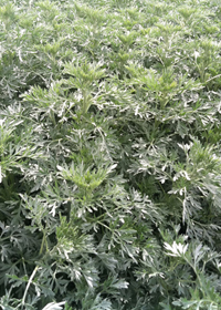 Artemisia absinthium  'Lambrook Silver'           
